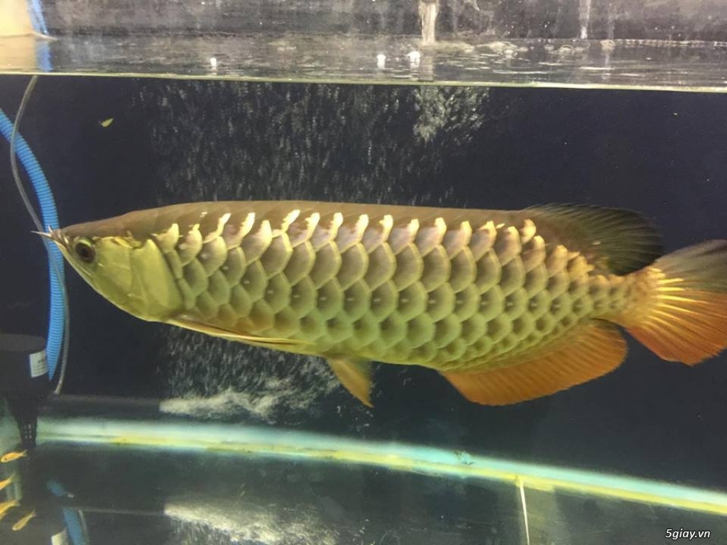 Cá rồng gold lớn và hồ - 1