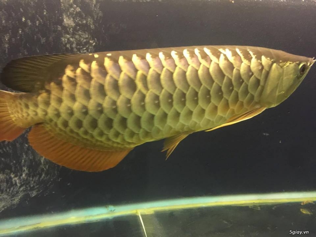 Cá rồng gold lớn và hồ - 3