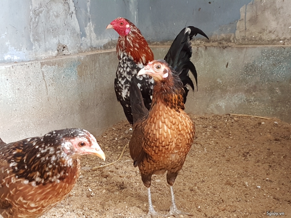 Tre mỹ rặt 1th. Dòng Hatch- Kelso. - 1