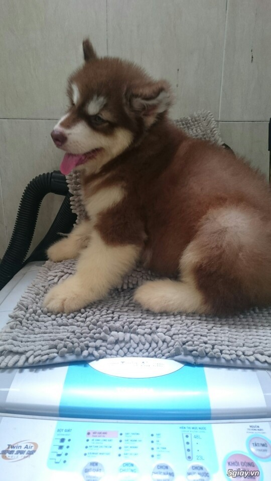 Alaska Malamute Hồng + Nâu đỏ+ Xám trắng - 18