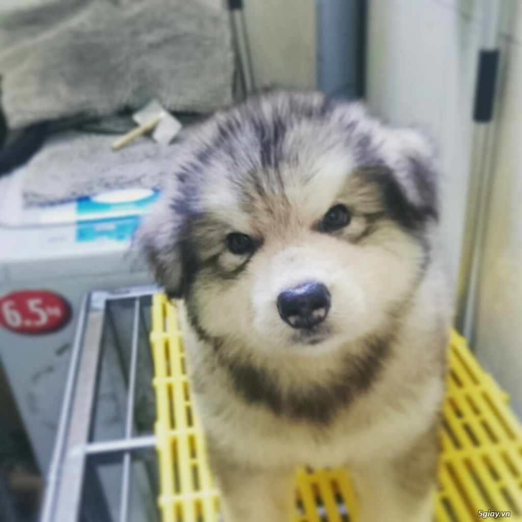 Alaska Malamute Hồng + Nâu đỏ+ Xám trắng - 13
