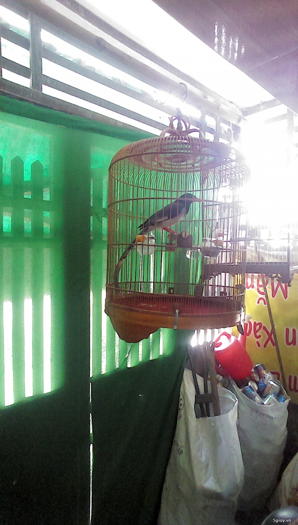 Bán chim phượng hoàng đất