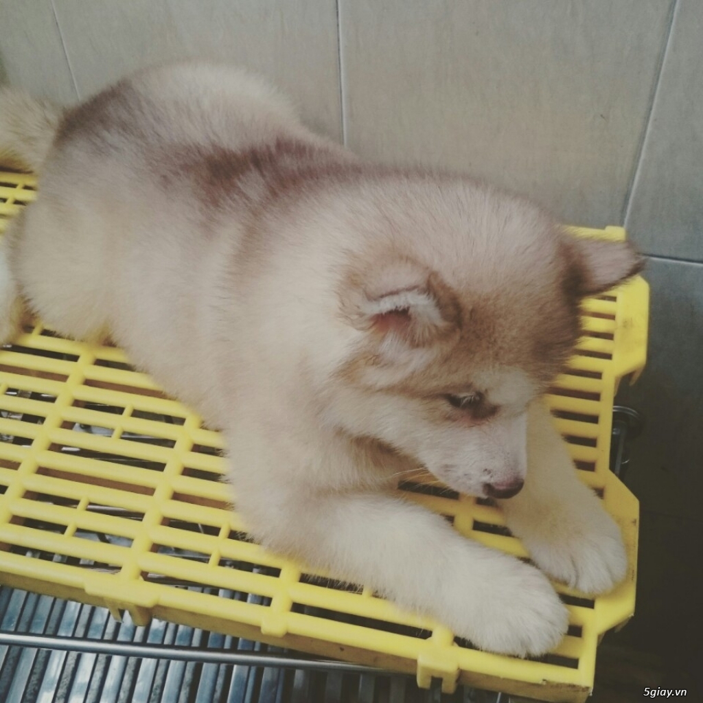 Alaska Malamute Hồng + Nâu đỏ+ Xám trắng - 16