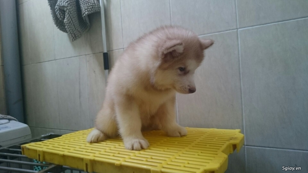 Alaska Malamute Hồng + Nâu đỏ+ Xám trắng - 22