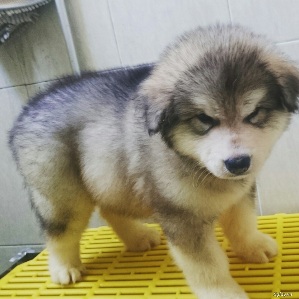 Alaska Malamute Hồng + Nâu đỏ+ Xám trắng - 17