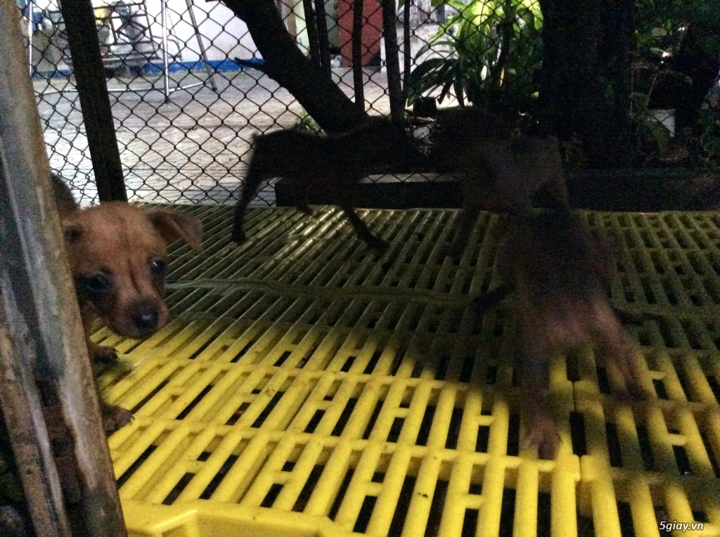 Bán chó phốc hươu con đẹp . - 11