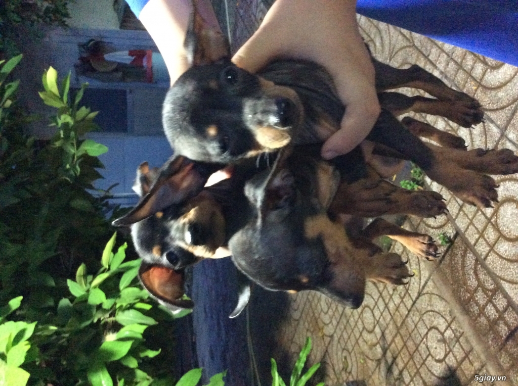 Bán chó phốc hươu con đẹp . - 12