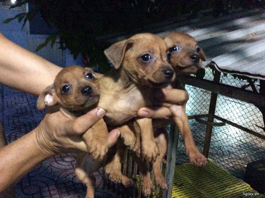 Bán chó phốc hươu con đẹp . - 8