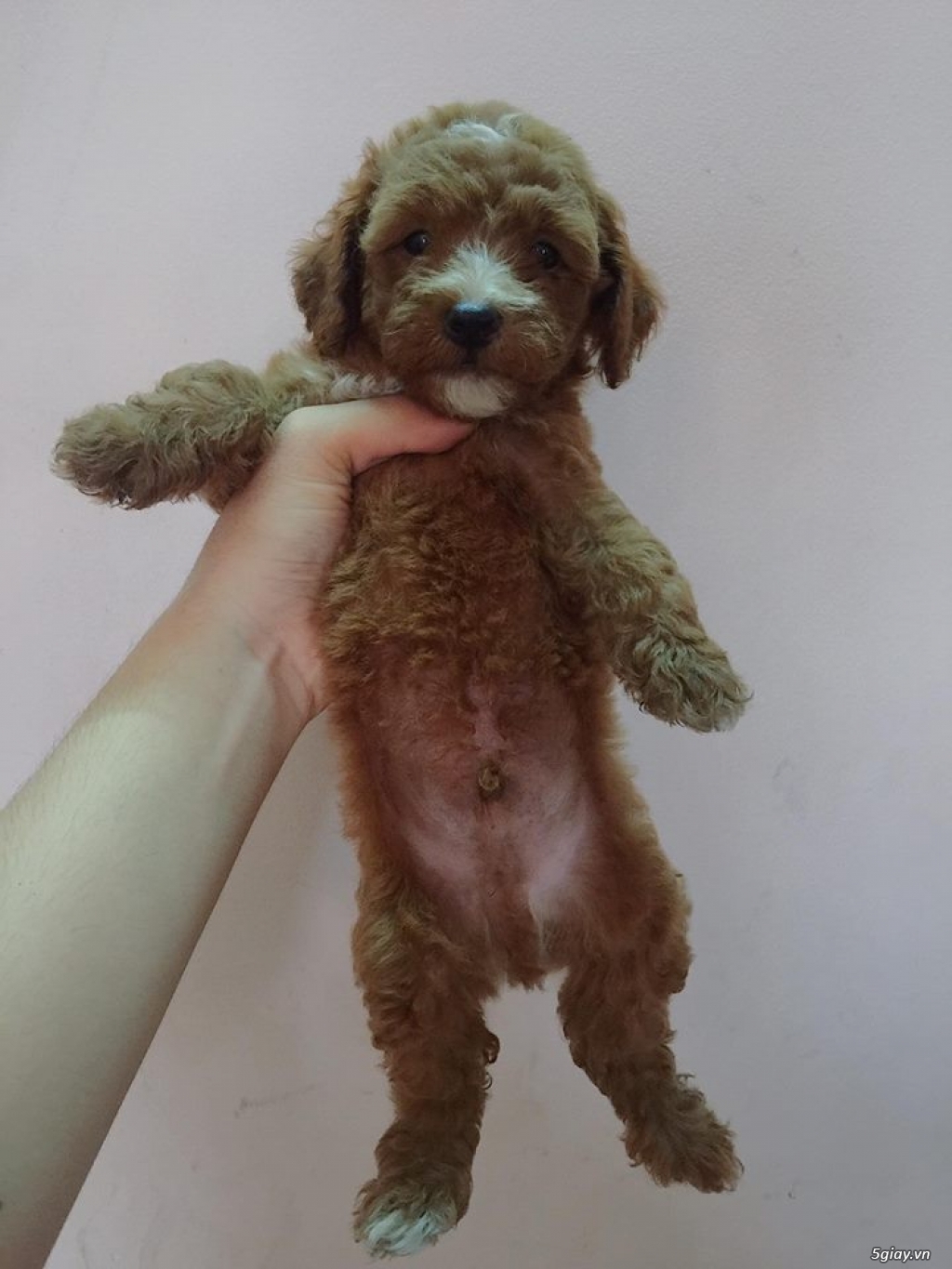 Tân Bình - Còn 3 bé Toy poodle đực tìm chủ mới - 2