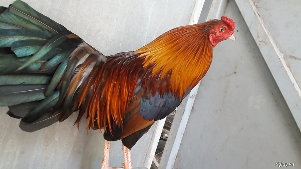 Gà tre lai đã đến tuổi chơi - 5