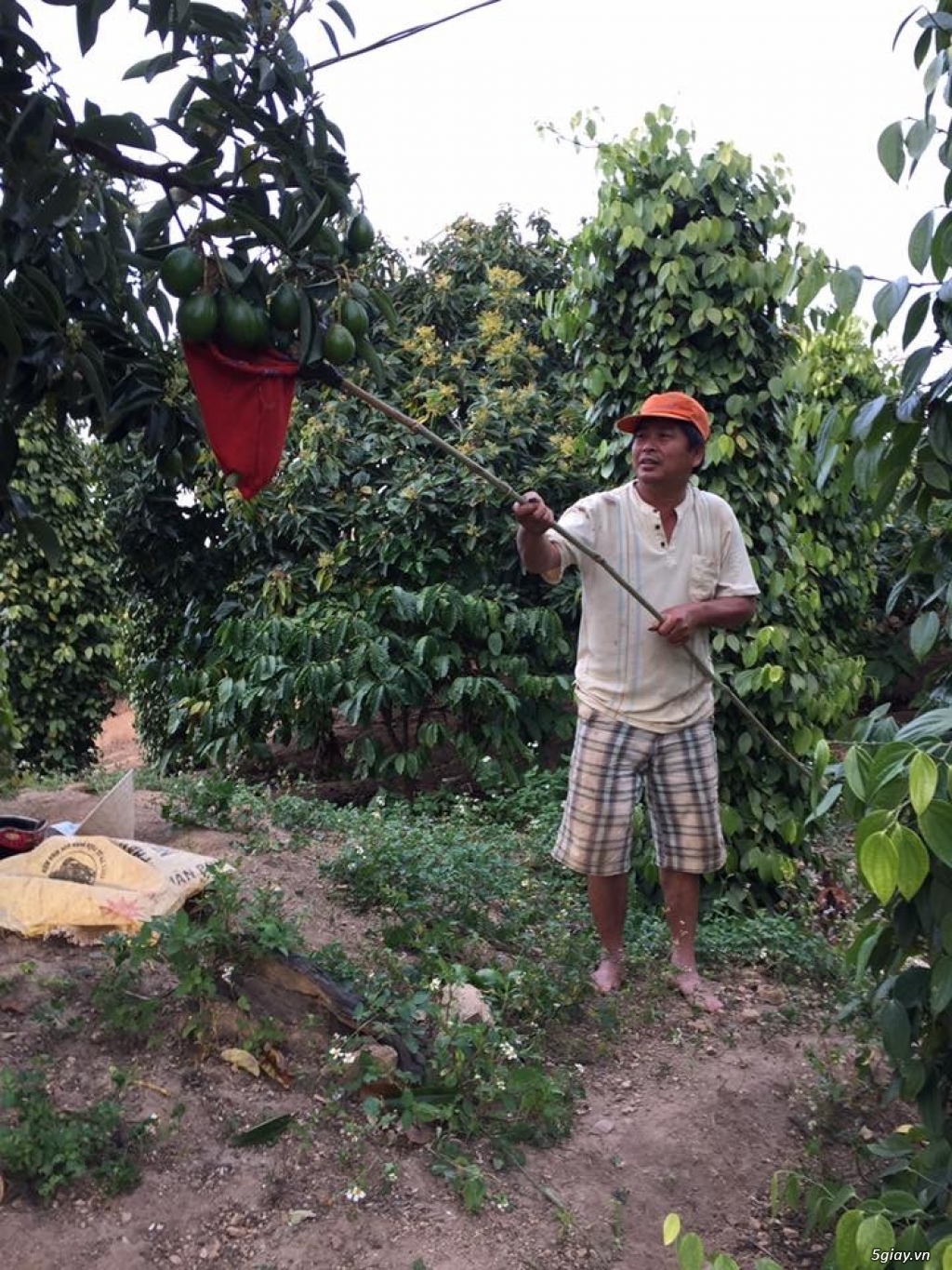 Bơ Sáp Daklak chính hãng. - 3