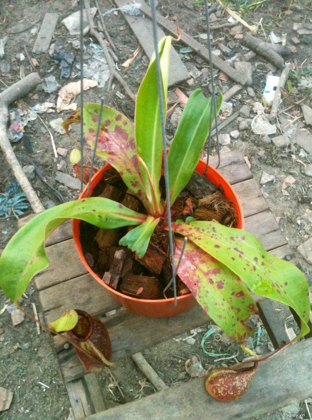 Cây bắt mồi - cây ăn thịt - cây bẫy kẹp - cây nắp ấm - 4