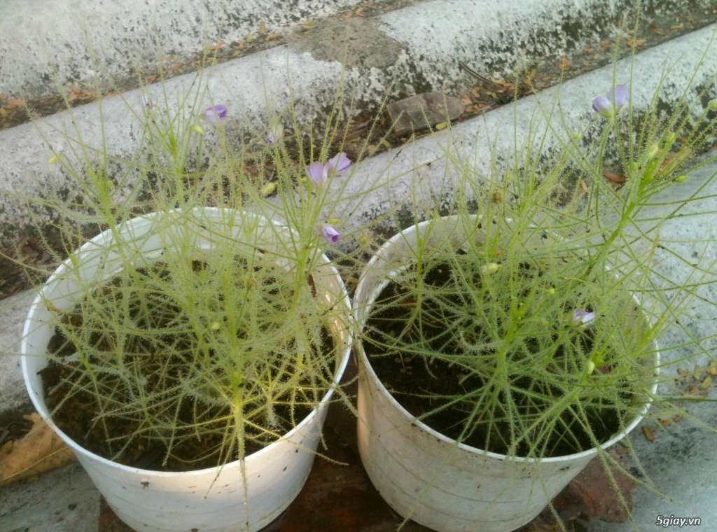 Cây bắt mồi - cây ăn thịt - cây bẫy kẹp - cây nắp ấm - 3