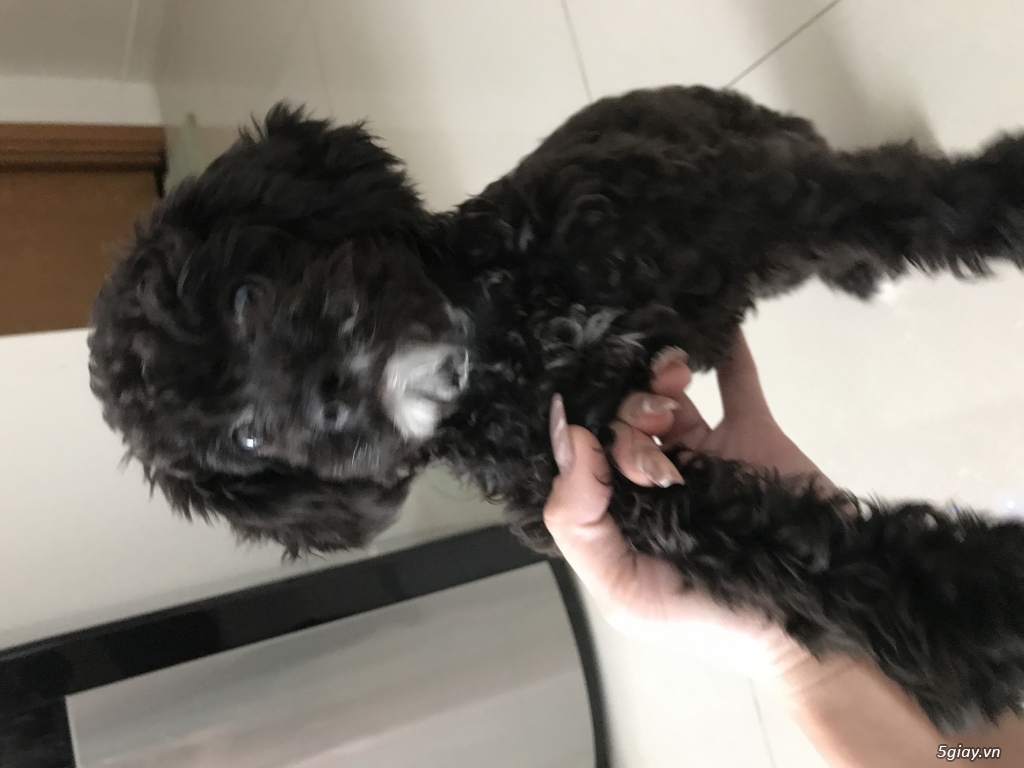 Tìm nhà mới cho con  ở sài gòn nhé! - 3