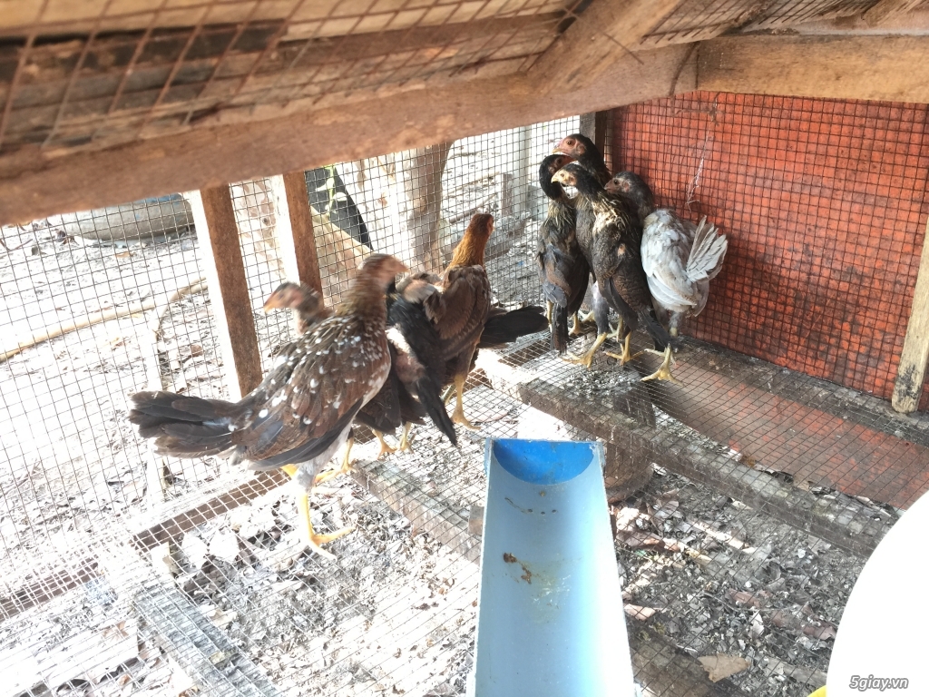 Thanh Lý gà mái - 3