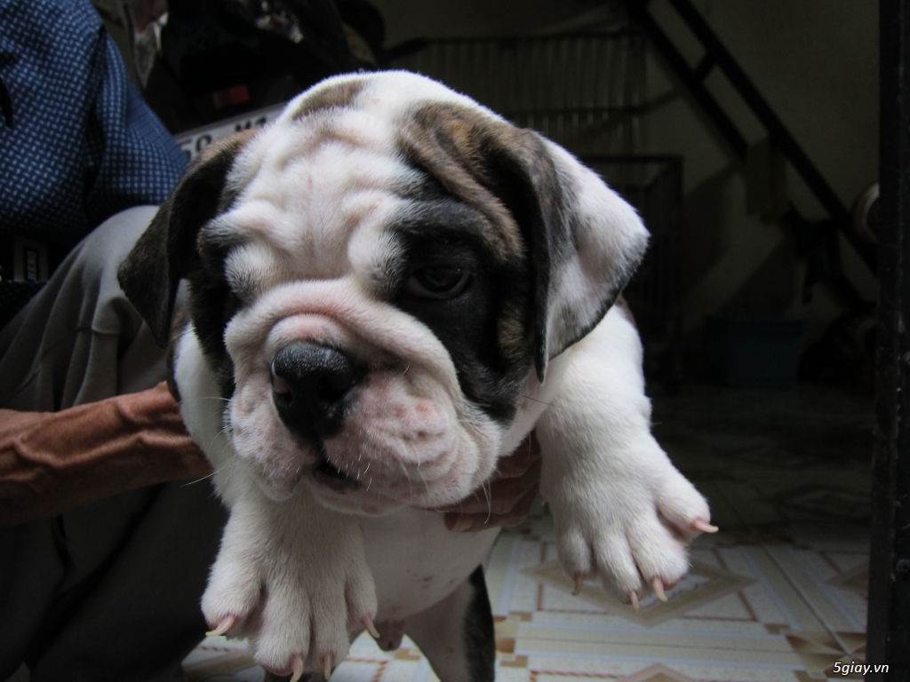 EngLish Bulldog 3 Tháng Tuổi Siêu Chuẩn Và Cute - 4