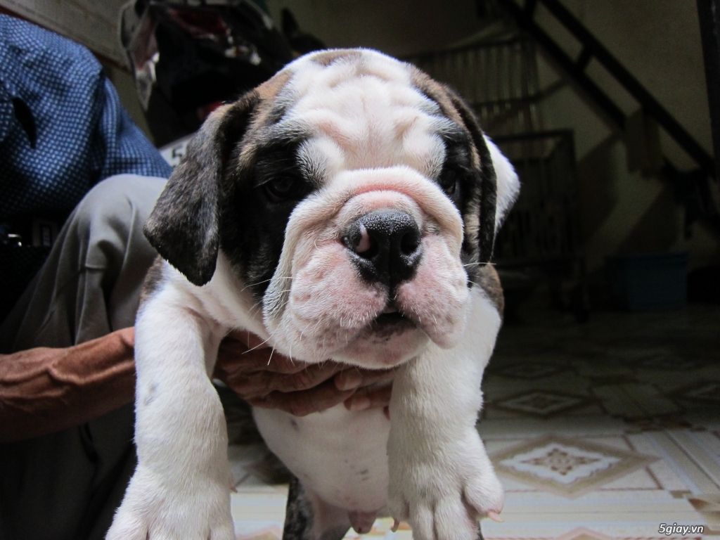 EngLish Bulldog 3 Tháng Tuổi Siêu Chuẩn Và Cute - 5