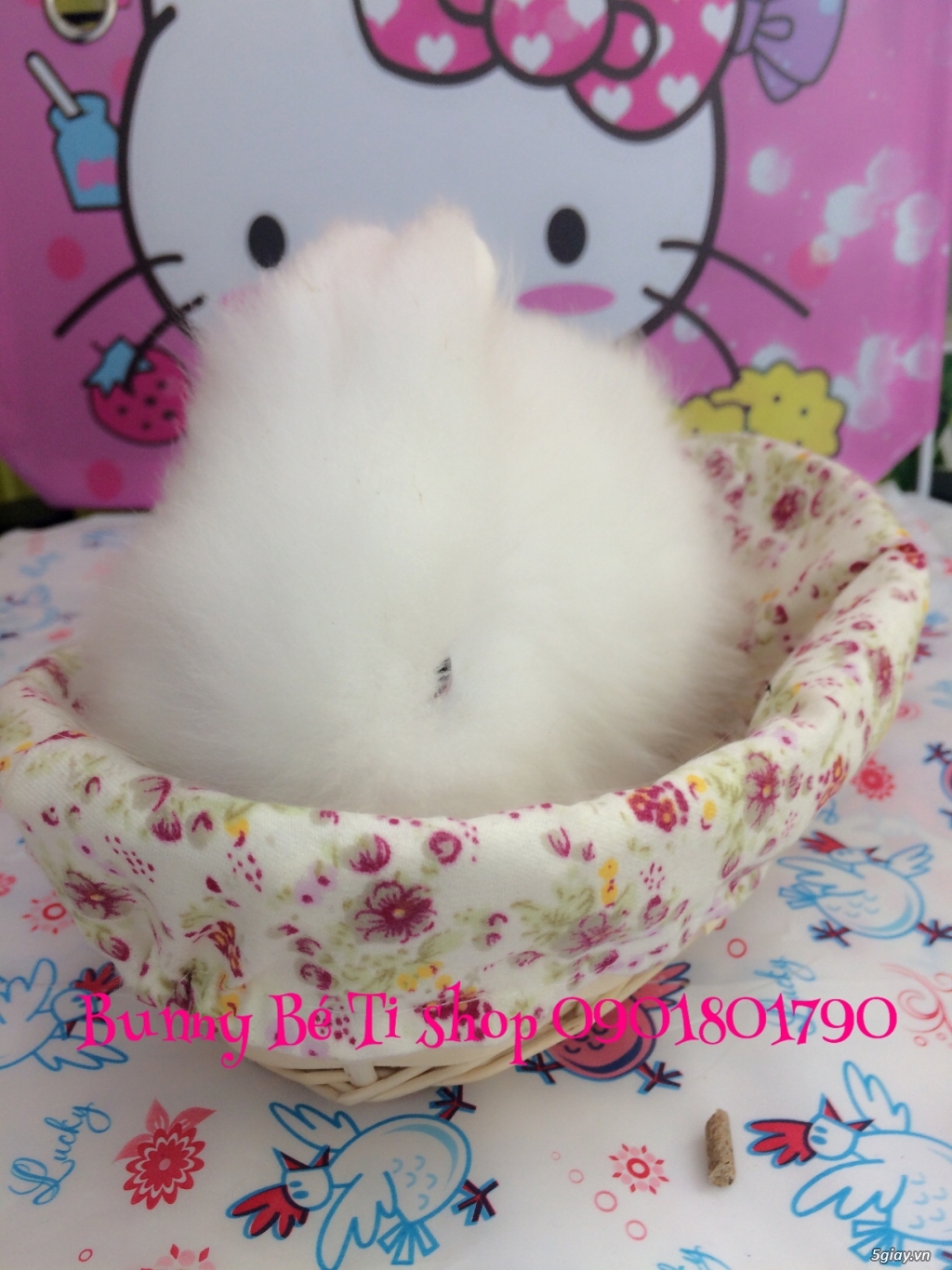 THỎ CẢNH MINI SIÊU CUTE CHỈ 145K - 7