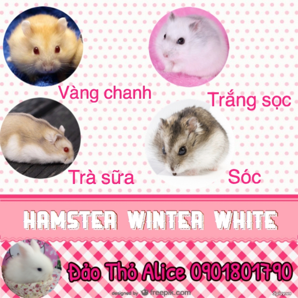 THỎ CẢNH MINI SIÊU CUTE CHỈ 145K - 6