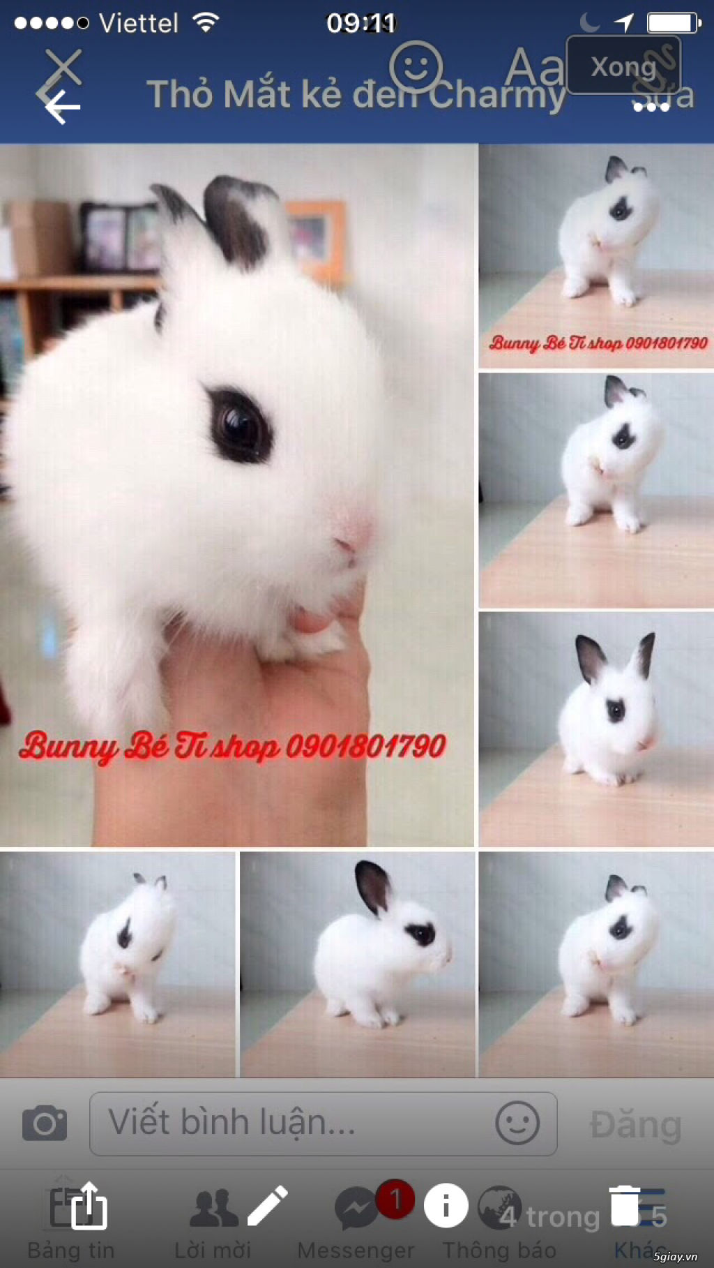 THỎ CẢNH MINI SIÊU CUTE CHỈ 145K - 2