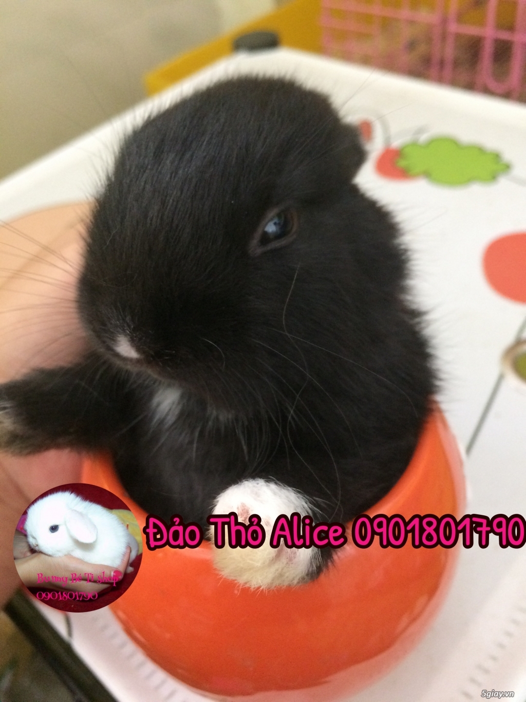 THỎ CẢNH MINI SIÊU CUTE CHỈ 145K - 10