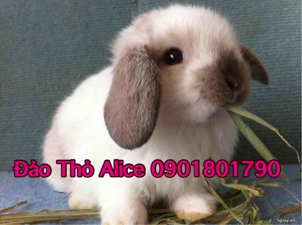 Thỏ MiniLop #Woody Toy Thái