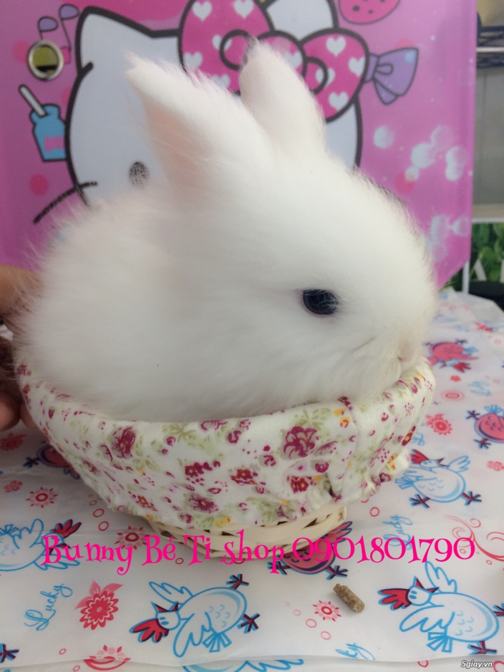 THỎ CẢNH MINI SIÊU CUTE CHỈ 145K - 8