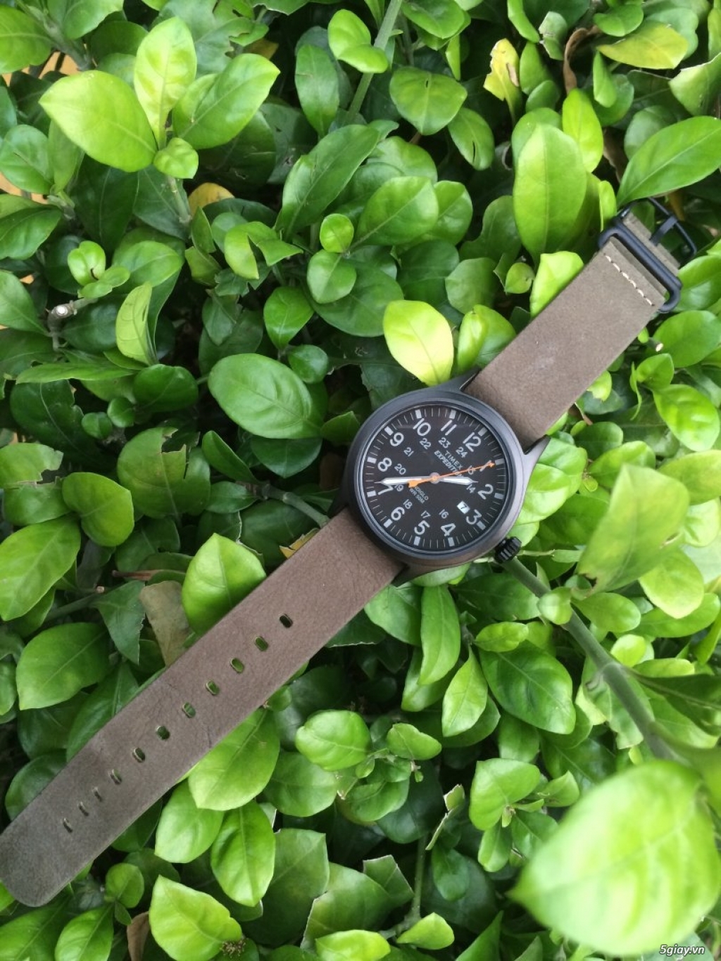 Seiko,Orient,Timex,Invicta giá tốt. - 14