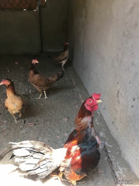 Chuyên Cung Cấp Gà Tre Đá từ 1-8 tháng tuổi