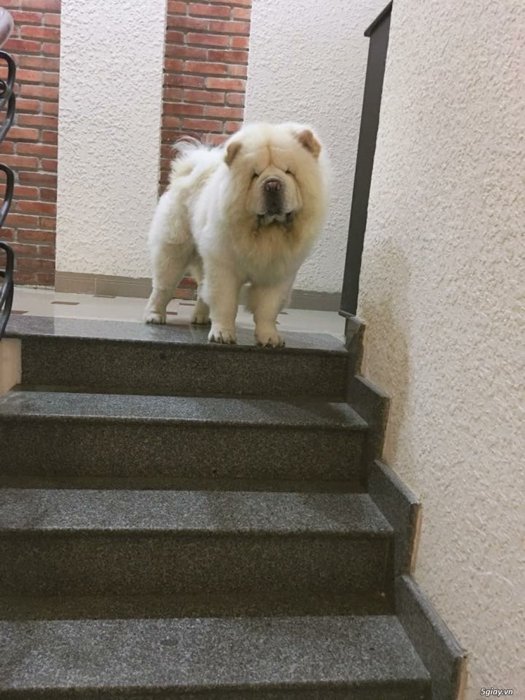PHỐI CHOW CHOW ĐÚNG GIỐNG