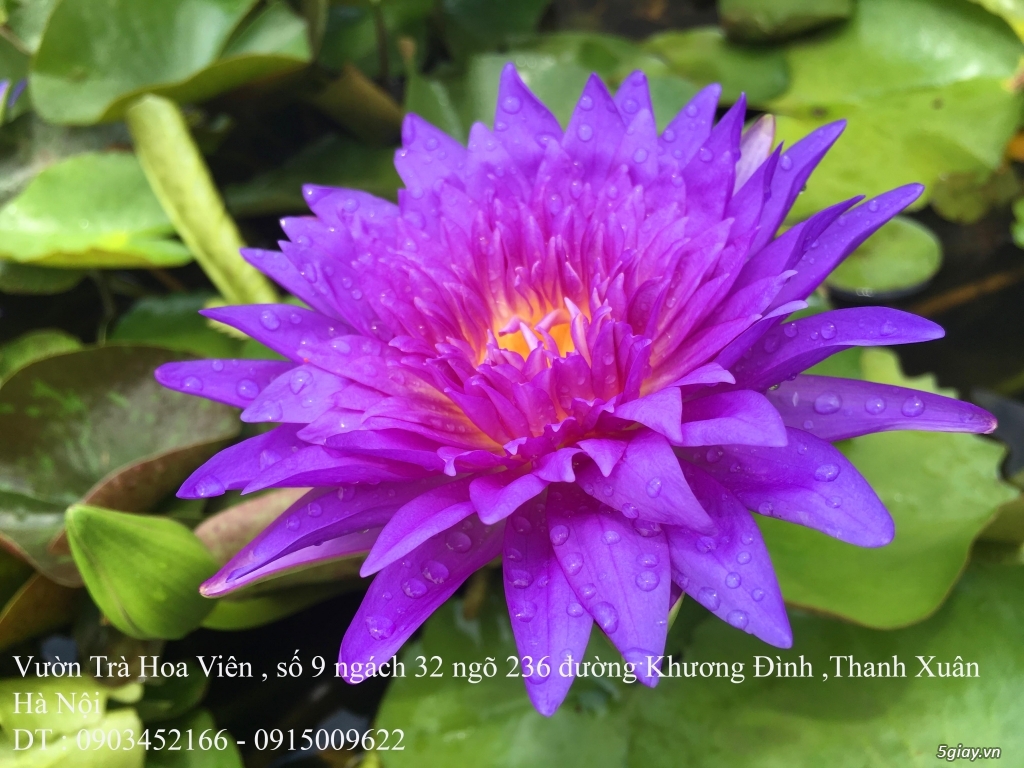 Bán hoa Súng Thái Lan với 100 màu hoa đẹp quanh năm tại Hà Nội - 9