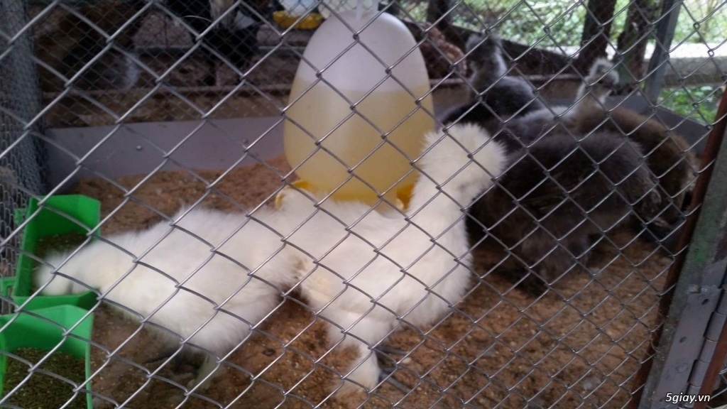 Gà lông xù