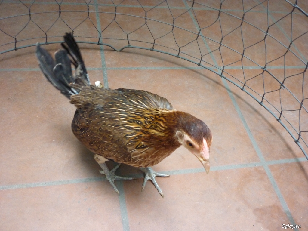 bán gà mái tre mỹ sil - 3