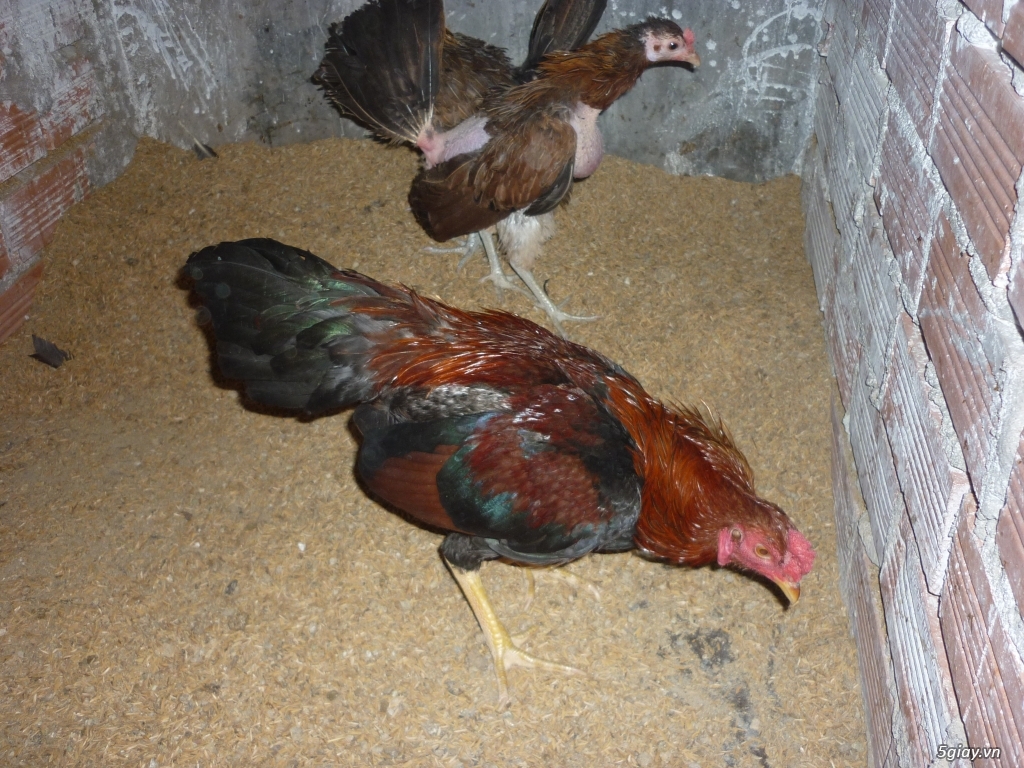 bán gà mái tre mỹ sil - 6