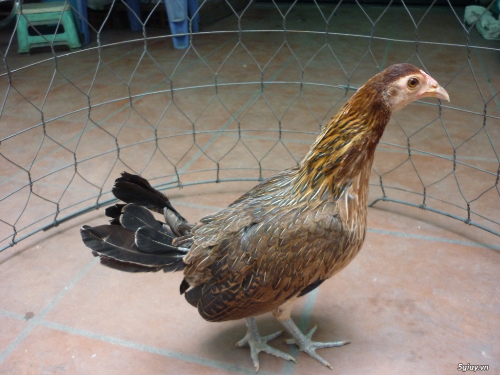 bán gà mái tre mỹ sil - 4