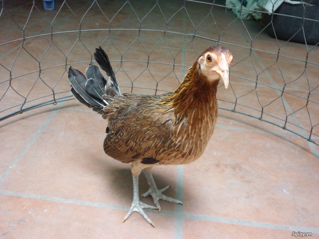 bán gà mái tre mỹ sil - 5