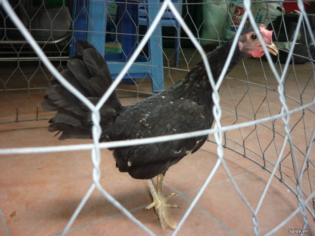 bán gà mái tre mỹ sil
