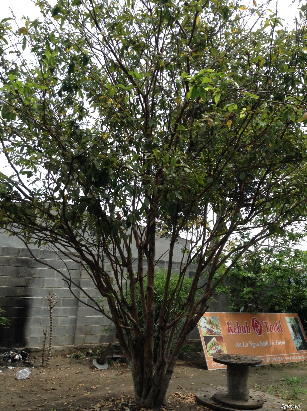 GẤP: cần bán 2 cây mai - 2