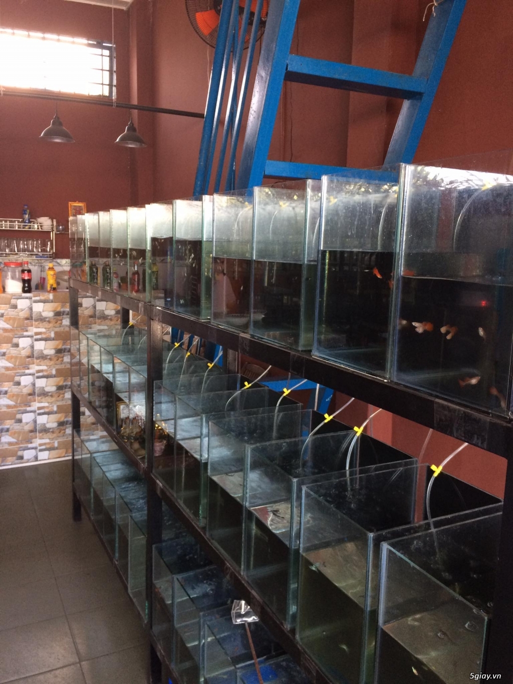 Quận 12 - CAFE Cá Cảnh GUPPY +BETTA  - CUNG CẤP SỈ + LẺ+ OFF GIAO LƯU - 8