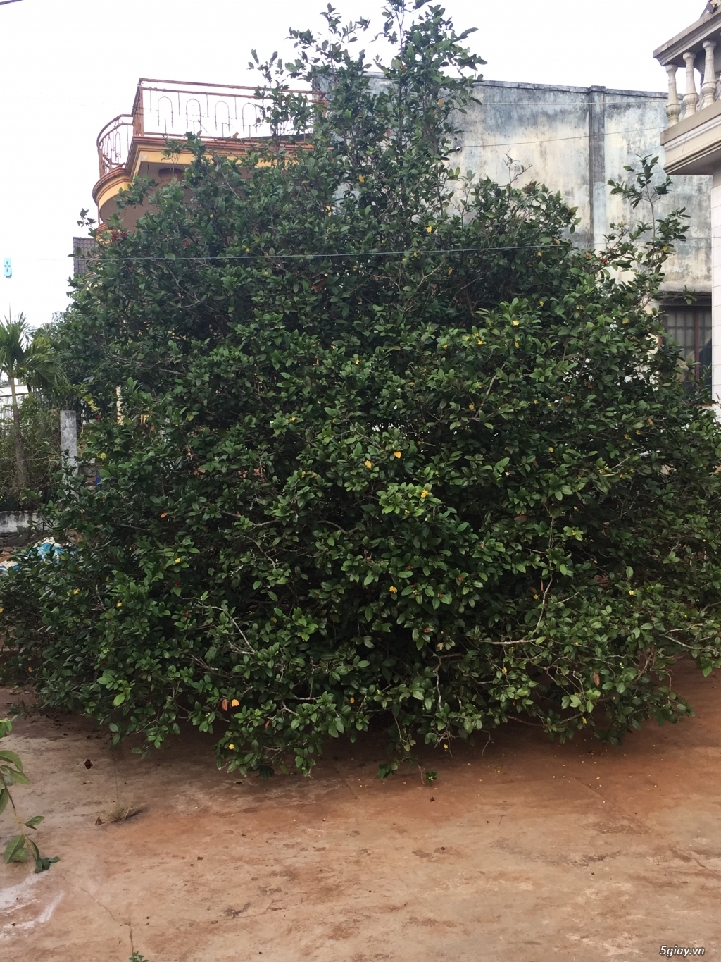 GẤP: cần bán 2 cây mai - 1
