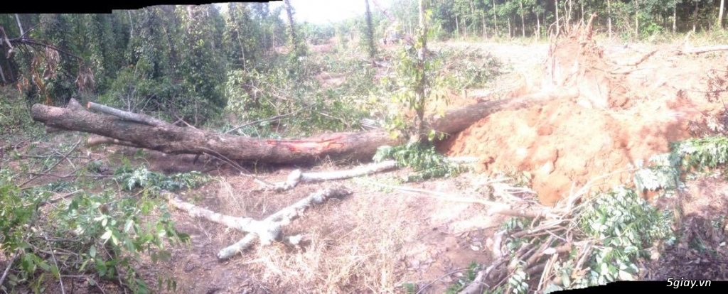 Bán cây Giáng Hương sống - 1