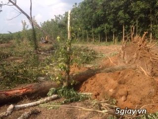 Bán cây Giáng Hương sống