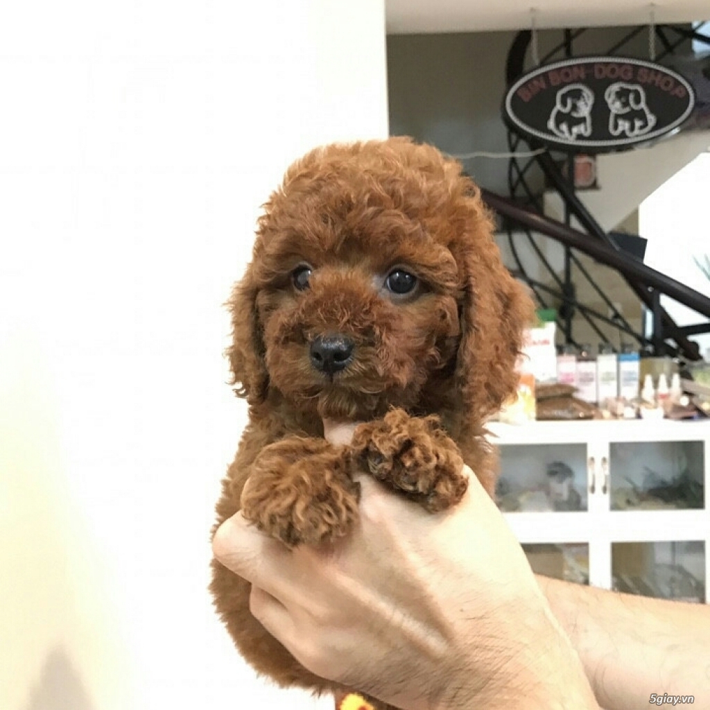 Chuyên POM&POODLE THÁI LAN - 4