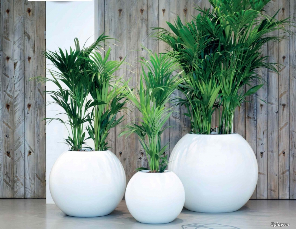 THIẾT KẾ CẢNH QUAN VỚI CHẬU COMPOSITE CAO CẤP - 4