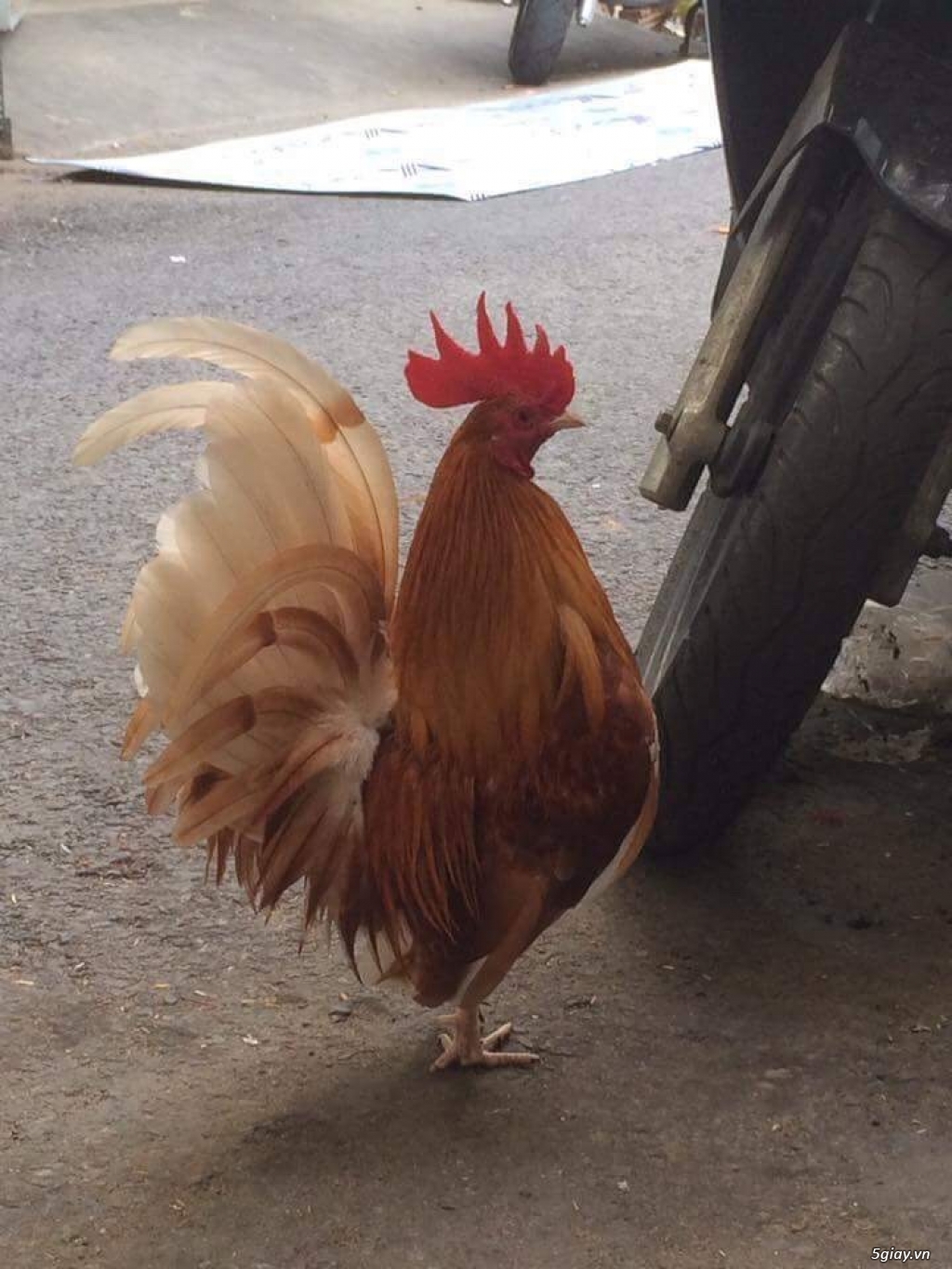 Gà jap + gà tre mỹ
