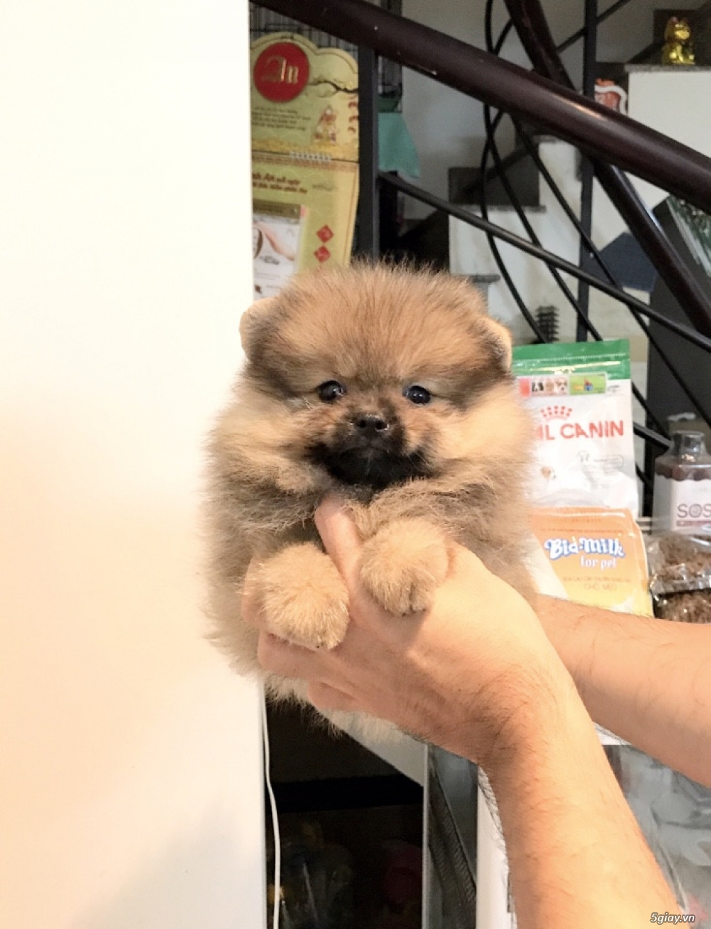 Chuyên POM&POODLE THÁI LAN - 2