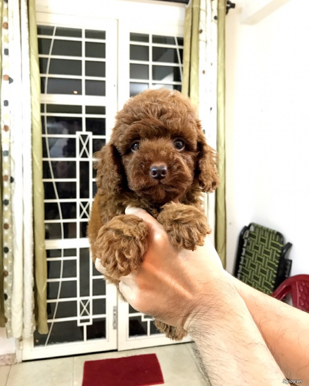Chuyên POM&POODLE THÁI LAN - 6