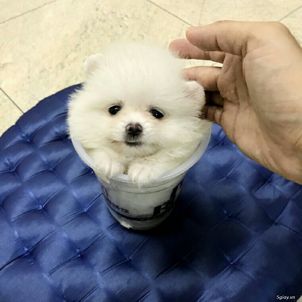 Chuyên POM&POODLE THÁI LAN - 19