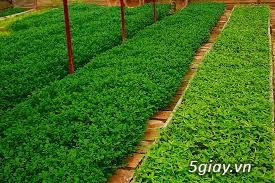 Vườn cây ăn trái rau xanh tuyển công nhân nam nữ