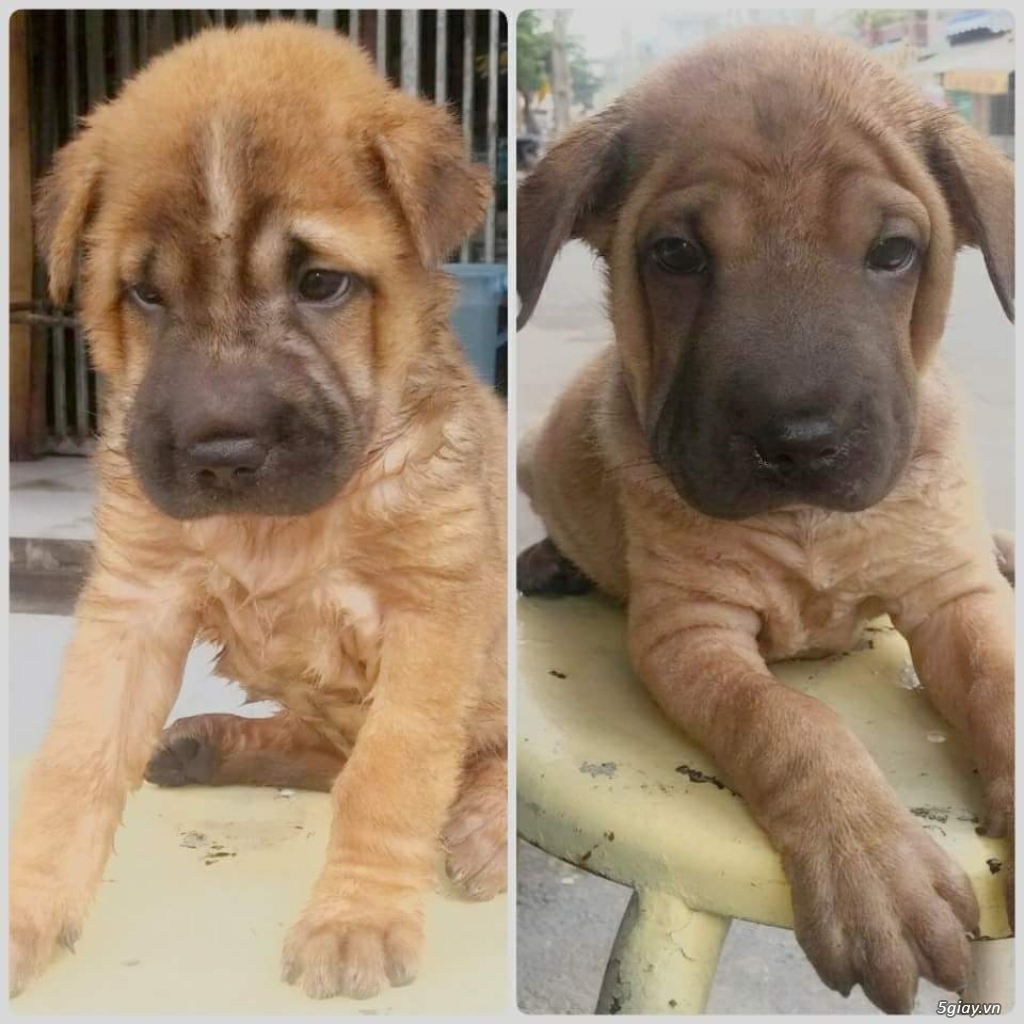 Cặp cún Shar pei 3 tháng tuổi cần tìm chủ mới  5giay